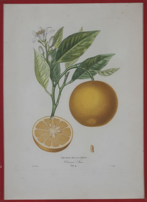 PIERRE- ANTOINE POITEAU (1766-1854)Limones y naranjas