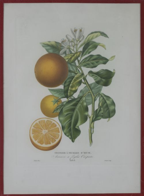 PIERRE- ANTOINE POITEAU (1766-1854)Limones y naranjas