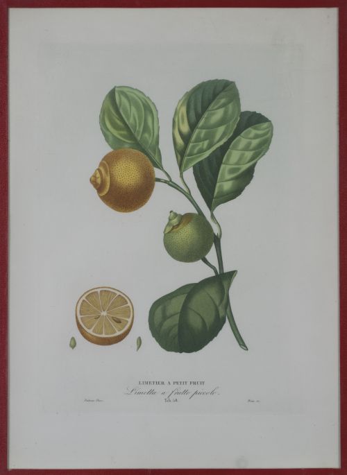 PIERRE- ANTOINE POITEAU (1766-1854)Limones y naranjas