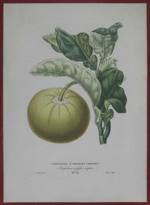 PIERRE- ANTOINE POITEAU (1766-1854)Limones y naranjas