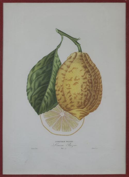 PIERRE- ANTOINE POITEAU (1766-1854)Limones y naranjas