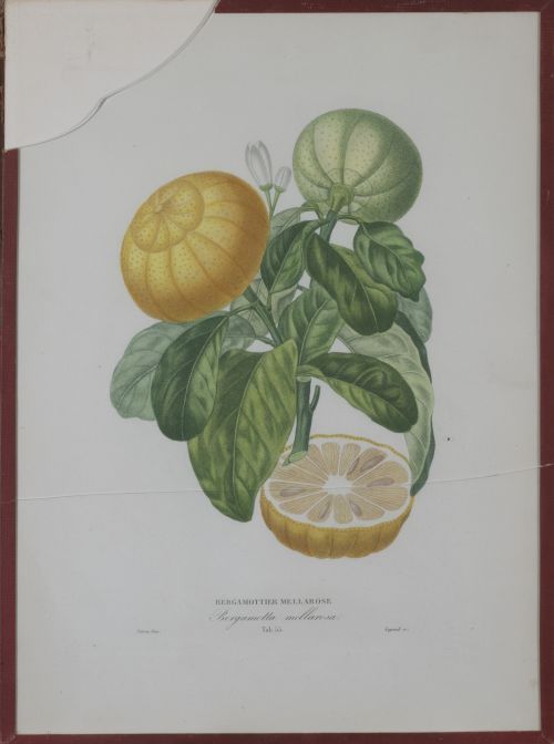 PIERRE- ANTOINE POITEAU (1766-1854)Limones y naranjas