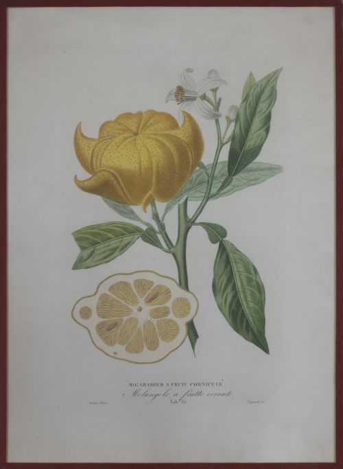 PIERRE- ANTOINE POITEAU (1766-1854)Limones y naranjas