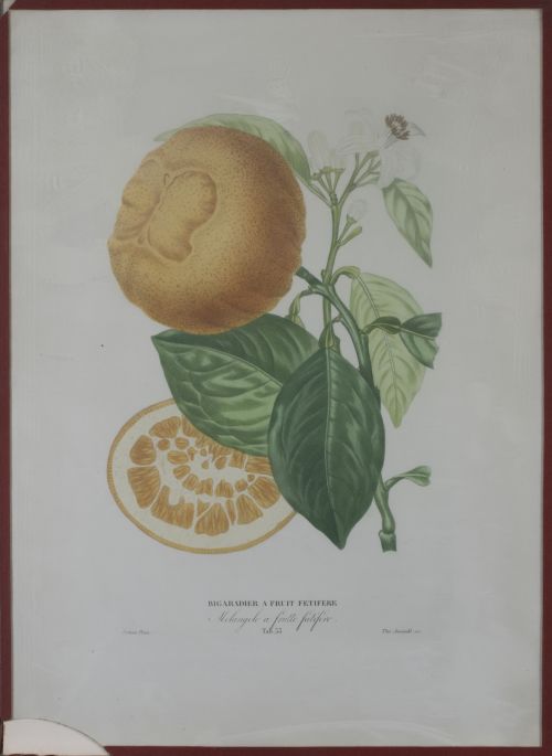 PIERRE- ANTOINE POITEAU (1766-1854)Limones y naranjas