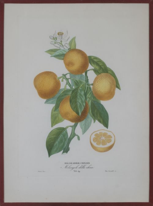 PIERRE- ANTOINE POITEAU (1766-1854)Limones y naranjas