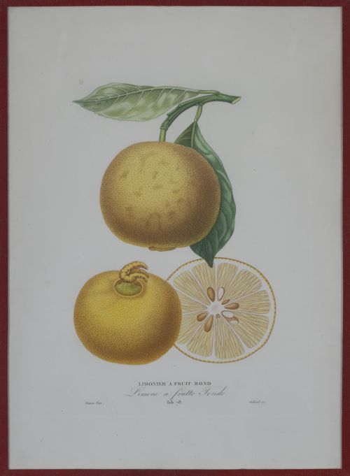 PIERRE- ANTOINE POITEAU (1766-1854)Limones y naranjas