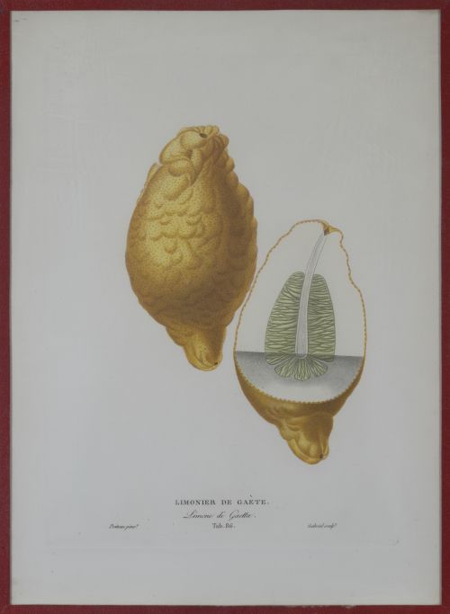 PIERRE- ANTOINE POITEAU (1766-1854)Limones y naranjas