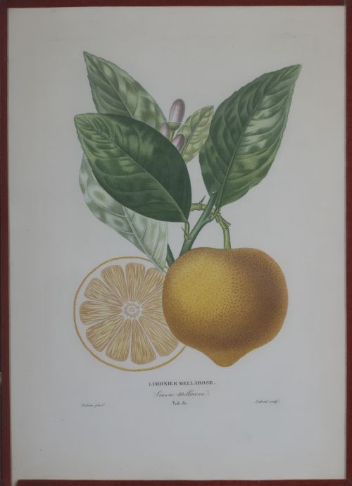 PIERRE- ANTOINE POITEAU (1766-1854)Limones y naranjas