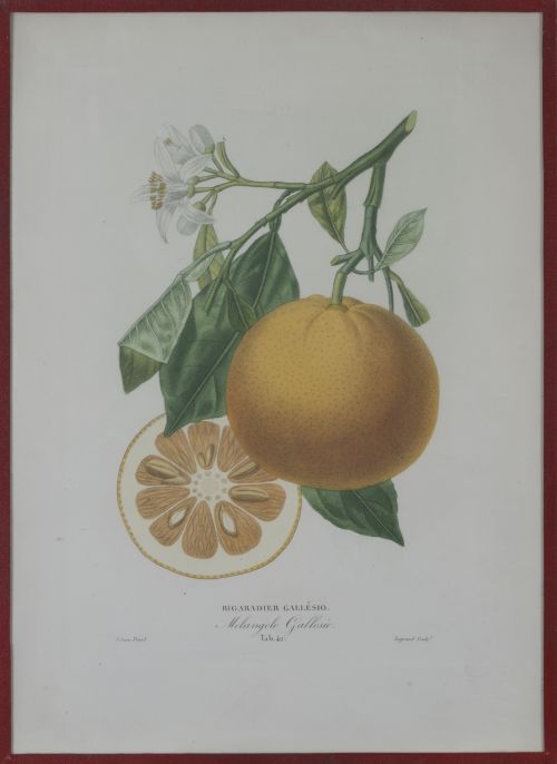 PIERRE- ANTOINE POITEAU (1766-1854)Limones y naranjas