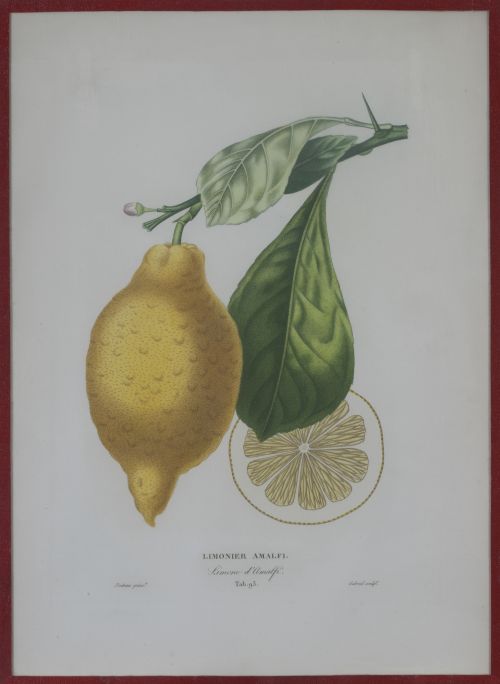 PIERRE- ANTOINE POITEAU (1766-1854)Limones y naranjas