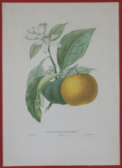 PIERRE- ANTOINE POITEAU (1766-1854)Limones y naranjas