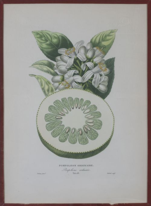 PIERRE- ANTOINE POITEAU (1766-1854)Limones y naranjas