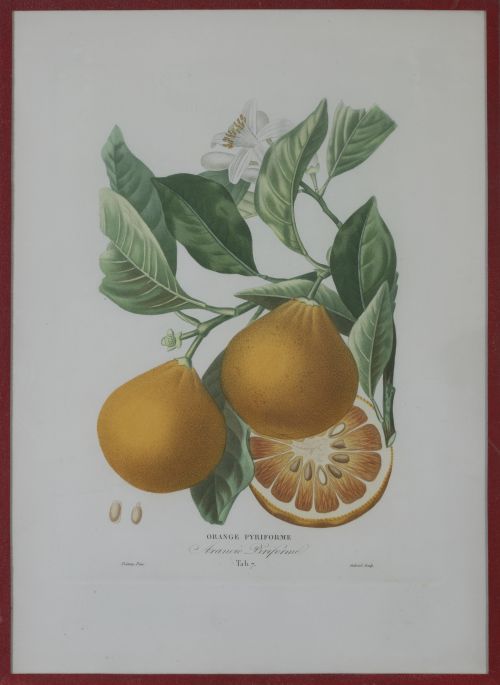 PIERRE- ANTOINE POITEAU (1766-1854)Limones y naranjas