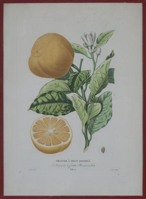 PIERRE- ANTOINE POITEAU (1766-1854)Limones y naranjas