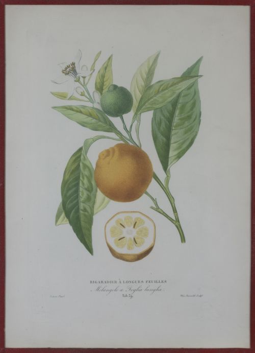 PIERRE- ANTOINE POITEAU (1766-1854)Limones y naranjas