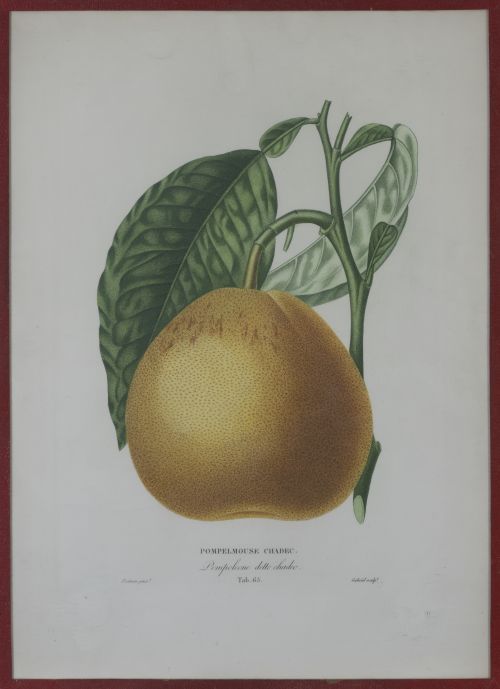 PIERRE- ANTOINE POITEAU (1766-1854)Limones y naranjas