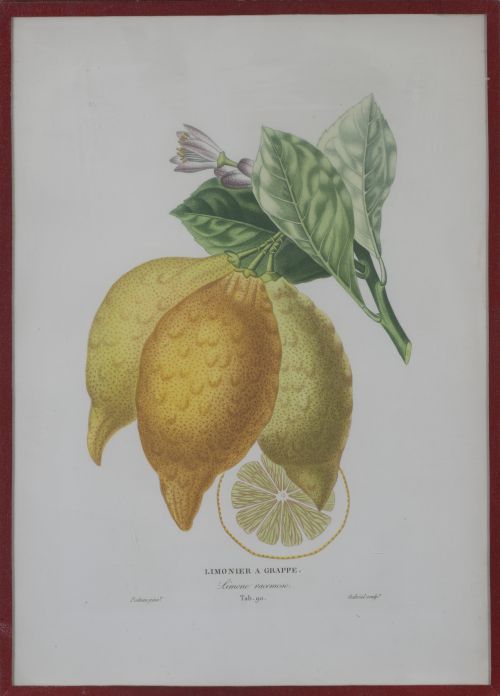 PIERRE- ANTOINE POITEAU (1766-1854)Limones y naranjas