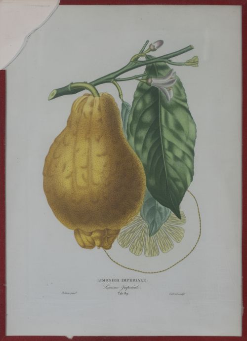 PIERRE- ANTOINE POITEAU (1766-1854)Limones y naranjas