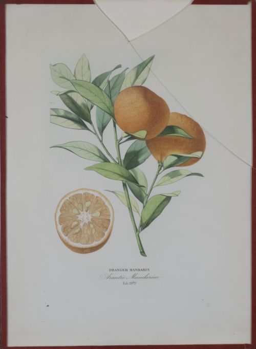 PIERRE- ANTOINE POITEAU (1766-1854)Limones y naranjas