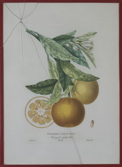 PIERRE- ANTOINE POITEAU (1766-1854)Limones y naranjas