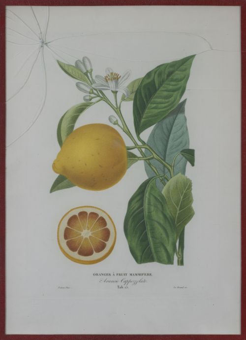 PIERRE- ANTOINE POITEAU (1766-1854)Limones y naranjas