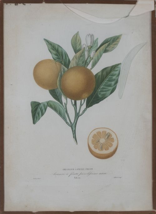 PIERRE- ANTOINE POITEAU (1766-1854)Limones y naranjas