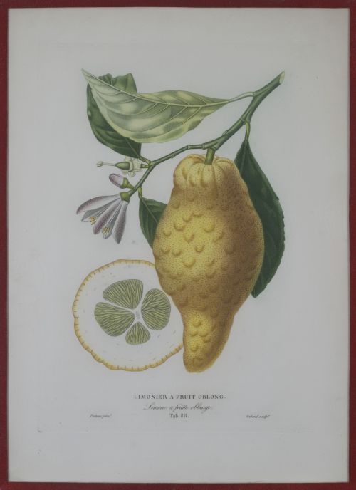 PIERRE- ANTOINE POITEAU (1766-1854)Limones y naranjas