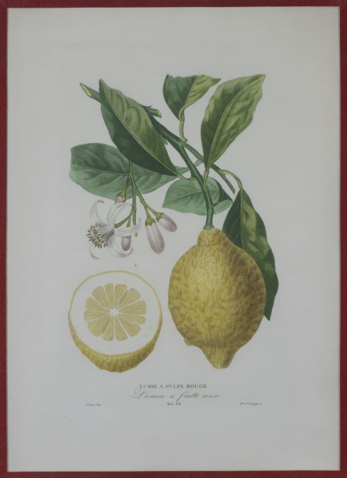 PIERRE- ANTOINE POITEAU (1766-1854)Limones y naranjas