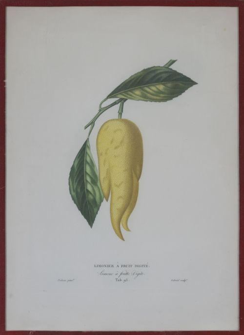 PIERRE- ANTOINE POITEAU (1766-1854)Limones y naranjas