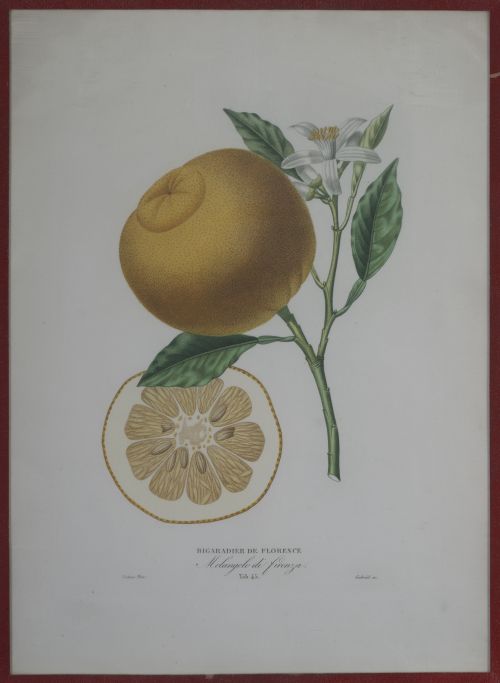 PIERRE- ANTOINE POITEAU (1766-1854)Limones y naranjas