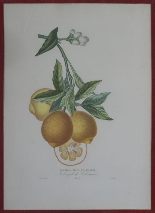 PIERRE- ANTOINE POITEAU (1766-1854)Limones y naranjas