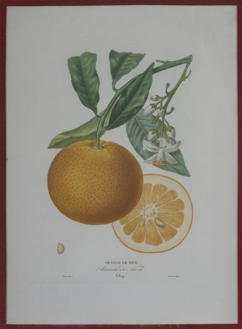 PIERRE- ANTOINE POITEAU (1766-1854)Limones y naranjas