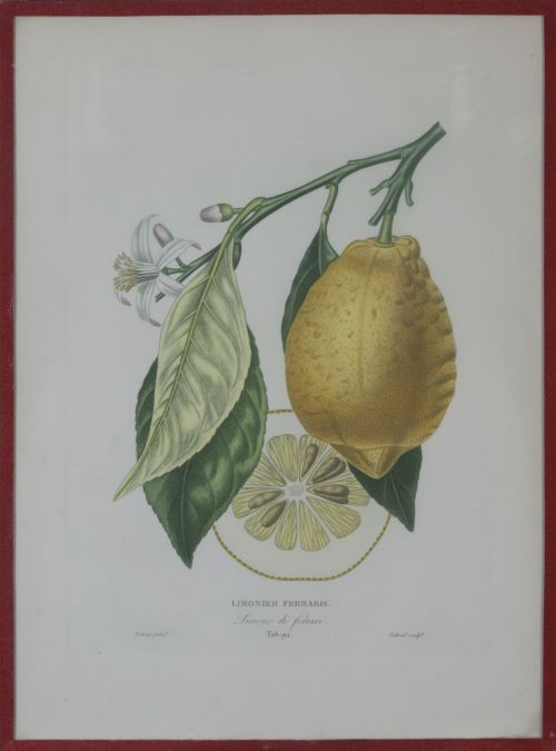 PIERRE- ANTOINE POITEAU (1766-1854)Limones y naranjas