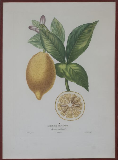 PIERRE- ANTOINE POITEAU (1766-1854)Limones y naranjas