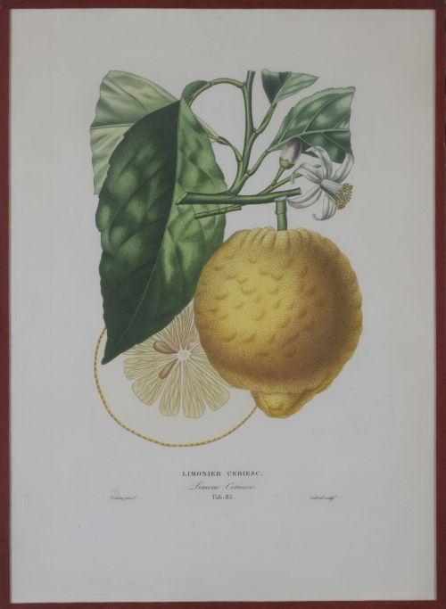 PIERRE- ANTOINE POITEAU (1766-1854)Limones y naranjas