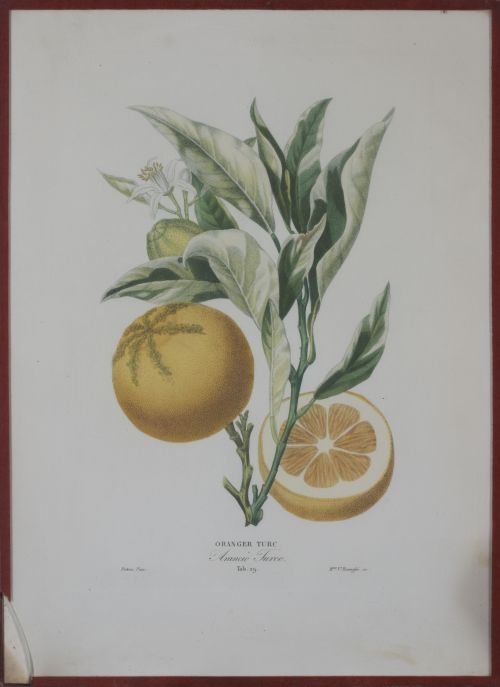 PIERRE- ANTOINE POITEAU (1766-1854)Limones y naranjas