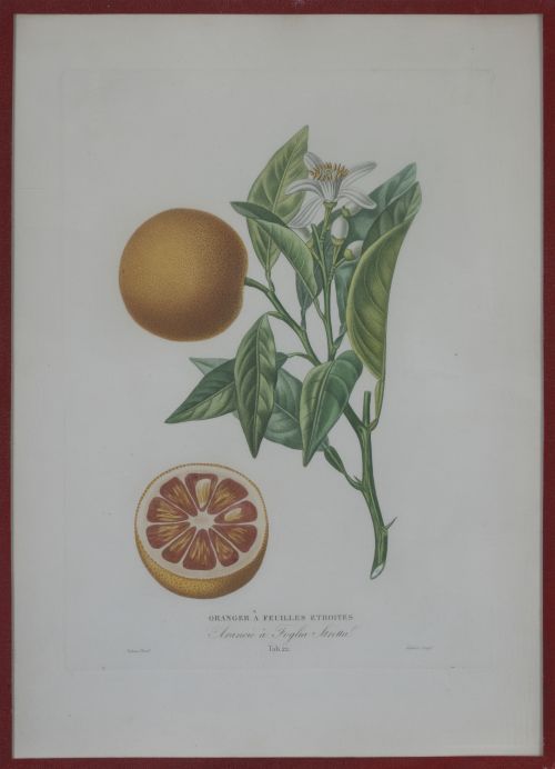 PIERRE- ANTOINE POITEAU (1766-1854)Limones y naranjas