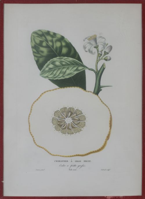 PIERRE- ANTOINE POITEAU (1766-1854)Limones y naranjas