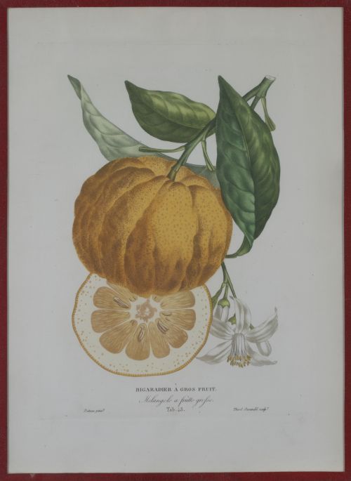 PIERRE- ANTOINE POITEAU (1766-1854)Limones y naranjas