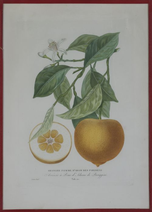 PIERRE- ANTOINE POITEAU (1766-1854)Limones y naranjas