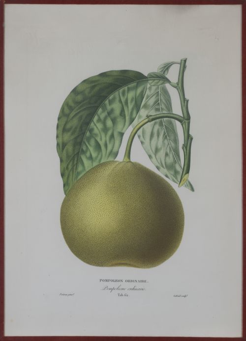 PIERRE- ANTOINE POITEAU (1766-1854)Limones y naranjas