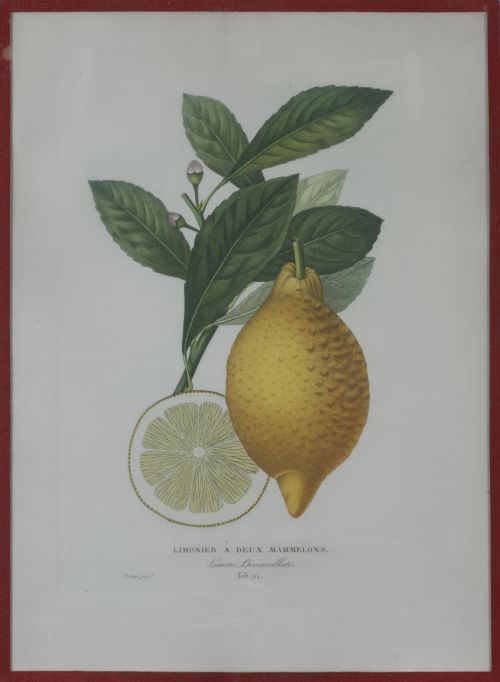 PIERRE- ANTOINE POITEAU (1766-1854)Limones y naranjas