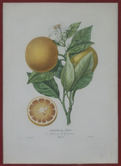 PIERRE- ANTOINE POITEAU (1766-1854)Limones y naranjas