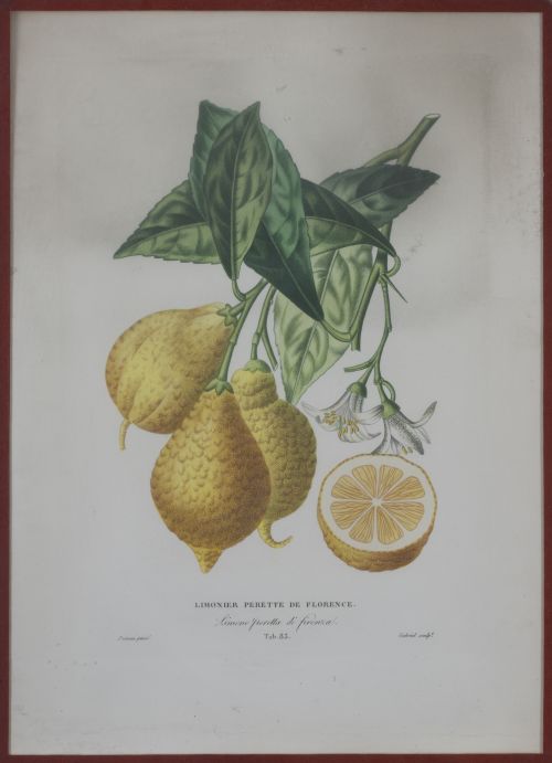 PIERRE- ANTOINE POITEAU (1766-1854)Limones y naranjas