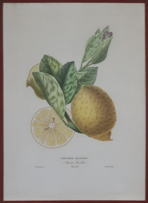 PIERRE- ANTOINE POITEAU (1766-1854)Limones y naranjas