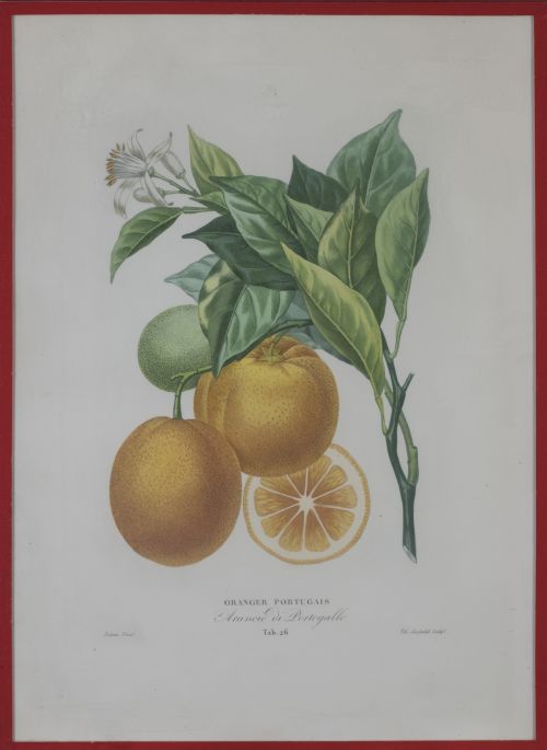 PIERRE- ANTOINE POITEAU (1766-1854)Limones y naranjas