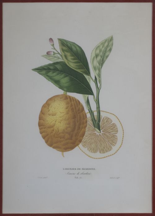 PIERRE- ANTOINE POITEAU (1766-1854)Limones y naranjas