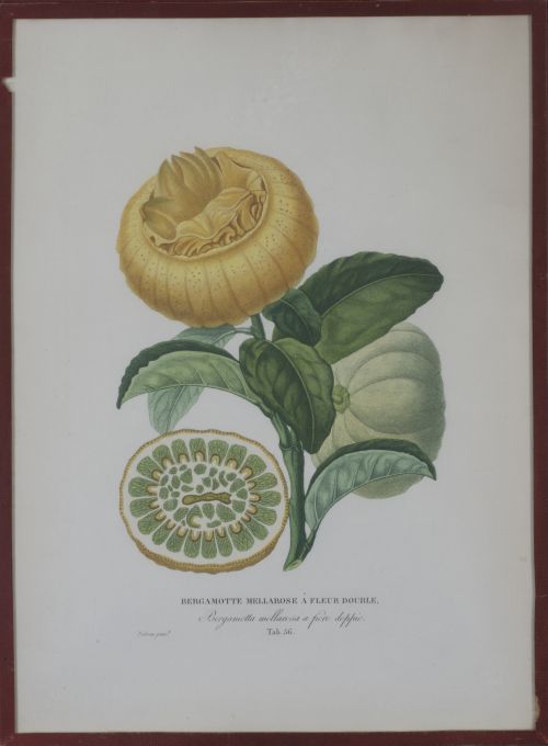 PIERRE- ANTOINE POITEAU (1766-1854)Limones y naranjas