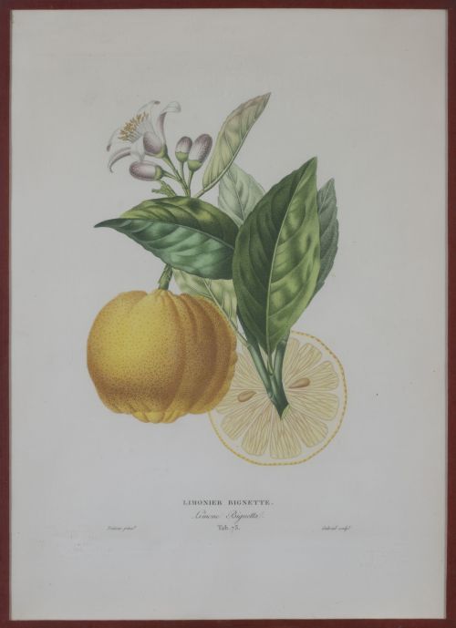 PIERRE- ANTOINE POITEAU (1766-1854)Limones y naranjas