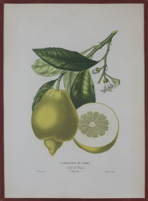 PIERRE- ANTOINE POITEAU (1766-1854)Limones y naranjas